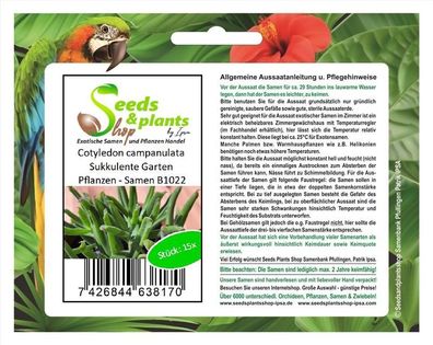 15x Cotyledon campanulata Sukkulente Garten Pflanzen - Samen B1022