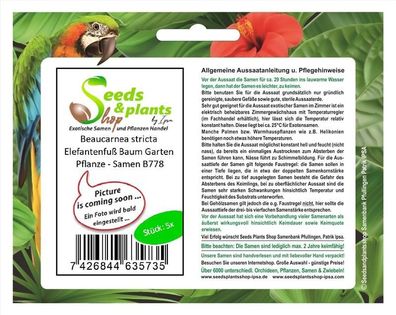5x Beaucarnea stricta Elefantenfuß Baum Garten Pflanze - Samen B778
