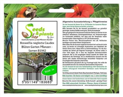 1x Boswellia neglecta Caudex Blüten Garten Pflanzen - Samen B1942