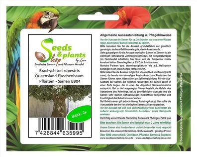 2x Brachychiton rupestris Queensland Flaschenbaum Pflanzen - Samen B804