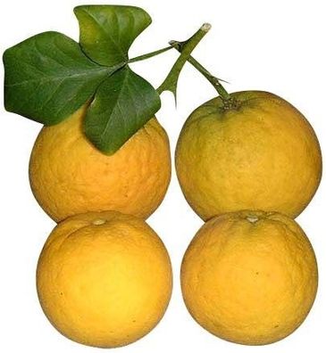 Winterharter Orangenbaum ? ? 10 Samen ´´Poncitrus trifoliata´´ -Bitterorange