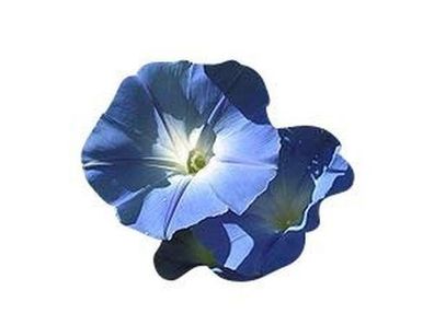 100 Samen Echten Prunkwinde - Ipomea tricolor - ´Heavenly blue´ Morning Glory