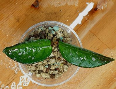 Hoya carnosa "WILBUR GRAVES" - Q: 2B Jungpflanze SCHÖNE Zuchtform