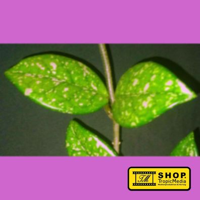 Hoya carnosa ´Wilbur Graves´ frischer Steckling Absolute Rarität