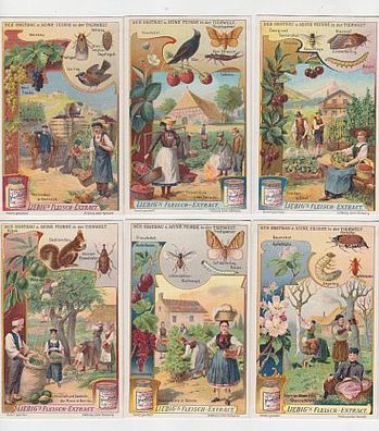 Liebigbilder Serie 779 "Der Obstbau und seine Feinde in der T" komplett 1910 (109711)