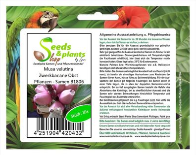 10x Musa velutina Zwerkbanane Obst Pflanzen - Samen B1806