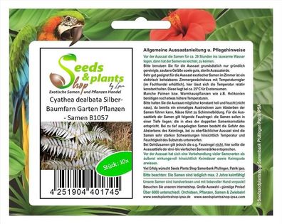 10x Cyathea dealbata Silber-Baumfarn Garten Pflanzen - Samen B1057