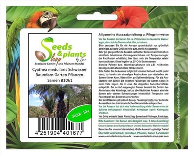 10x Cyathea medullaris Schwarzer Baumfarn Garten Pflanzen-Samen B1061