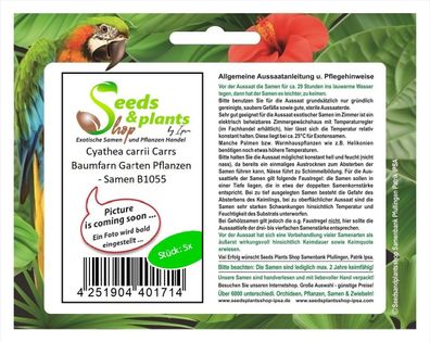 5x Cyathea carrii Carrs Baumfarn Garten Pflanzen - Samen B1055