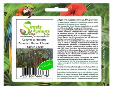 10x Cyathea caracasana Baumfarn Garten Pflanzen - Samen B2019