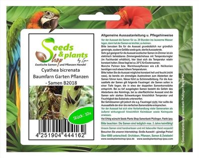 10x Cyathea bicrenata Baumfarn Garten Pflanzen - Samen B2018