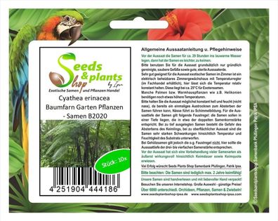 10x Cyathea erinacea Baumfarn Garten Pflanzen - Samen B2020