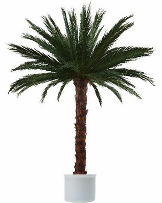 Kunstpalme - echtblattkonservierte Areca-Palme ca. 2,5m hoch