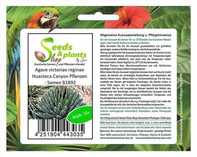 10x Agave victoriae reginae Huasteca Canyon Pflanzen - Samen B1892