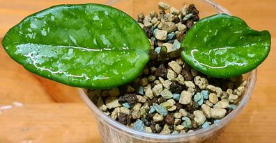 Hoya carnosa "WILBUR GRAVES" - Q: 2C Jungpflanze SCHÖNE Zuchtform