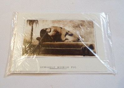 Grußkarte Klappkarte Ansichtskarte + Umschlag Postkarte Sammler Karte Motiv "Schwein"