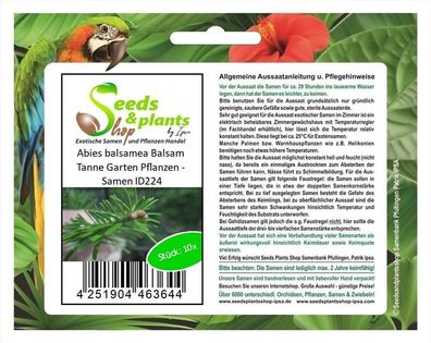 10x Abies balsamea Balsam Tanne Garten Pflanzen - Samen ID224