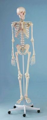 Skelett mit Muskeldarstellung, anatomisches Modell