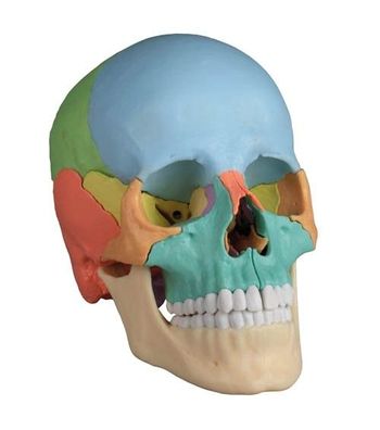 didaktisches Modell Schädel, skull, Osteopathie, 22 Teile