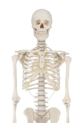 Skelett, Standardmodell, anatomisches Modell, ideal zum Studium