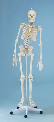 Skelett, bewegliche Wirbelsäule, anatomisches Modell