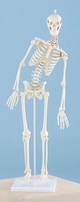 Skelett klein, Modell "Paul" mit beweglicher Wirbelsäule