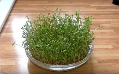 500 - 10.000 Stück Kresse Samen Gartenkresse - Lepidium Sativum Kräuter, Rein Züchter
