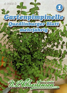 Pimpinelle Quedlinburger mehrjährig Samen Saatgut Kräuter Chrestensen Gewürz