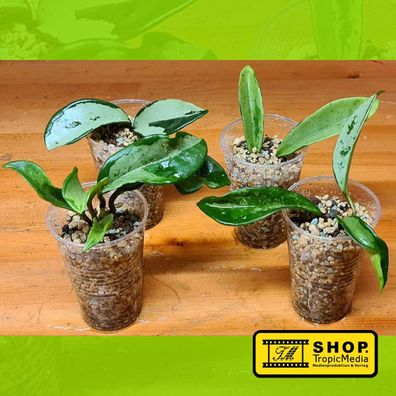 Epiphytische Hoya Dischidia & Orchideen Erde HOYA Spezialerde 1 Epiphytic Soil 