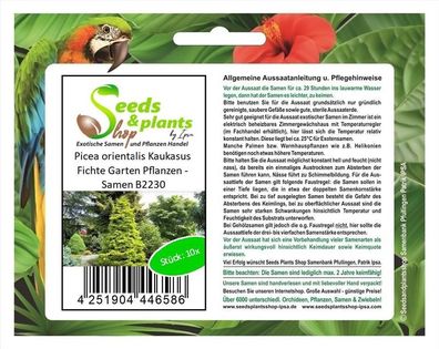 10x Picea orientalis Kaukasus Fichte Garten Pflanzen - Samen B2230