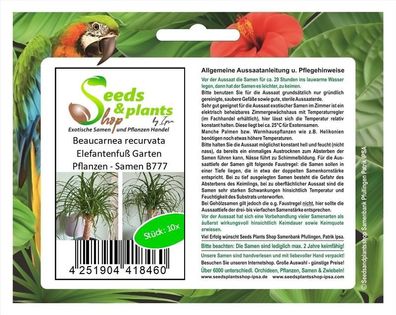 10x Beaucarnea recurvata Elefantenfuß Garten Pflanzen - Samen B777