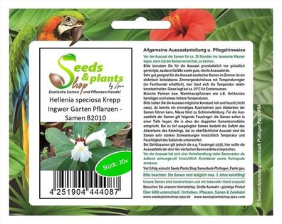 20x Hellenia speciosa Krepp Ingwer Garten Pflanzen - Samen B2010