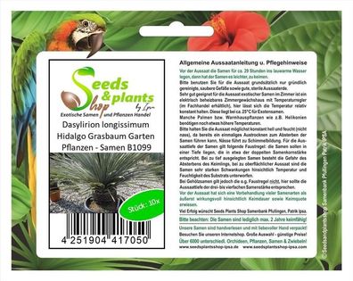 10x Dasylirion longissimum Hidalgo Grasbaum Garten Pflanzen - Samen B1099