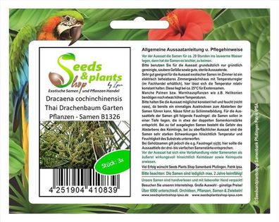 3x Dracaena cochinchinensis Thai Drachenbaum Garten Pflanzen - Samen B1326