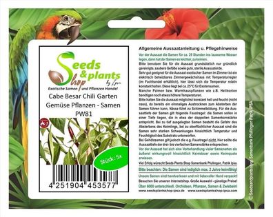 5x Cabe Besar Chili Garten Gemüse Pflanzen - Samen PW81