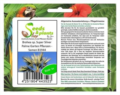 5x Brahea sp. Super Silver Palme Garten Pflanzen - Samen B1944