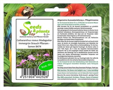30x Catharanthus roseus Madagaskar Immergrün Strauch Pflanzen - Samen B474
