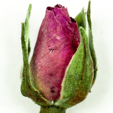Food-United Rosenblüten getrocknet ganze Blüten unbehandelt 100g