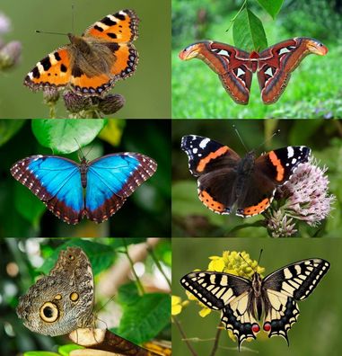 3 D Ansichtskarte Schmetterlinge Falter Postkarte Wackelkarte Hologrammkarte Blume