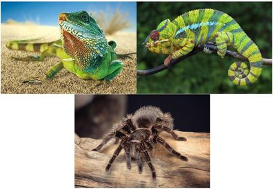 3 D Ansichtskarte Leguan Chamäleon Spinne Postkarte Wackelkarte Hologrammkarte Tier