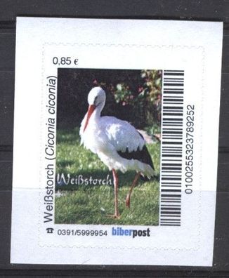 biber post Weißstorch (Ciconia ciconia) (85) h1062