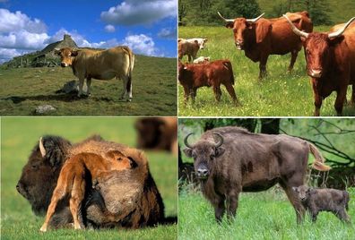 3 D Ansichtskarte Kuh Bison Wisent Postkarte Wackelkarte Hologrammkarte Tier Kühe