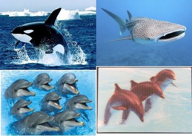 3 D Ansichtskarte Walhai Orca Delphine Postkarte Wackelkarte Hologrammkarte Tier Meer