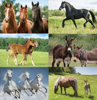 3 D Ansichtskarte Pferde Ponys Esel Postkarte Wackelkarte Hologrammkarte Tier Tiere