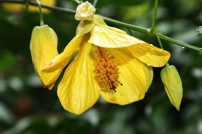 Schönmalve "YELLOW STAR" eine tolle Kübelpflanze für jeden Garten, Balkon und Terasse