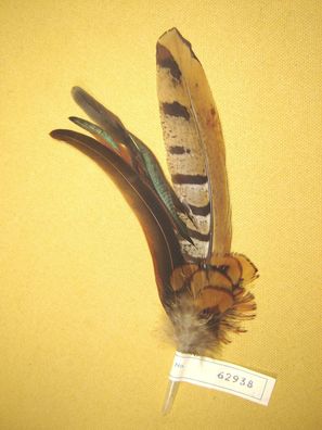 Trachtenhutfeder Fasanfedern braun beige Hutfeder Hutschmuck 23 cm Nr 62938
