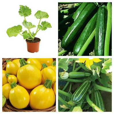 Zucchinipflanzen verschiedene Sorten - Lieferung ab 01.05.2024