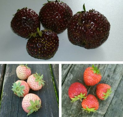 Erdbeerpflanzen Mix Paket (schwarze, rote, weiße Früchte) - Lieferung ab 24.04.2024