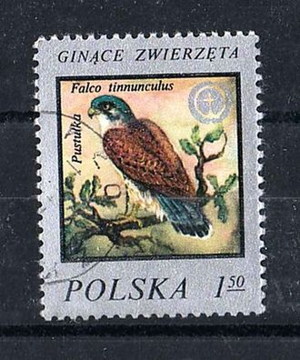 Polen- Motiv - Vogel (Turmfalke - Falco tinnunculus ) o