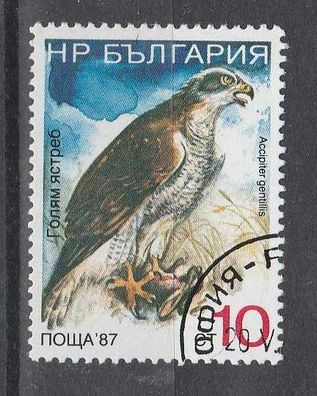Motiv Bulgarien Vögel 3693 - Habicht ( Accipiter gentilis ) - o
